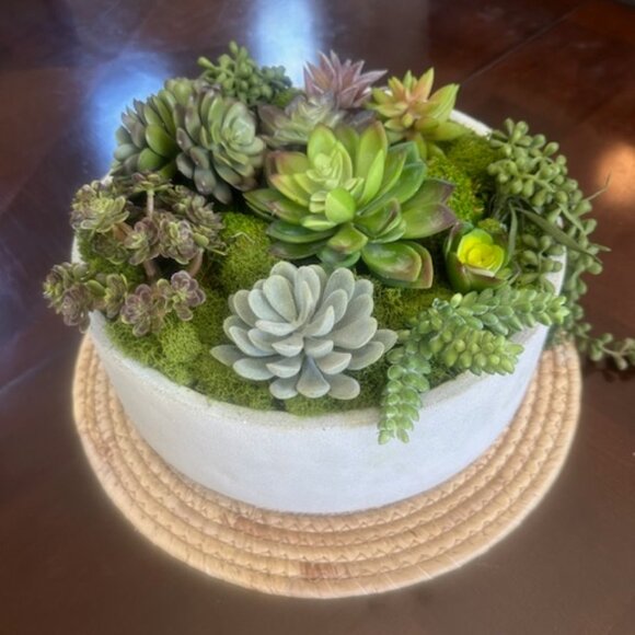 Zen Large Succulent and Moss in Concrete Bowl- Modern Nature Centerpiece - Picture 3 of 7